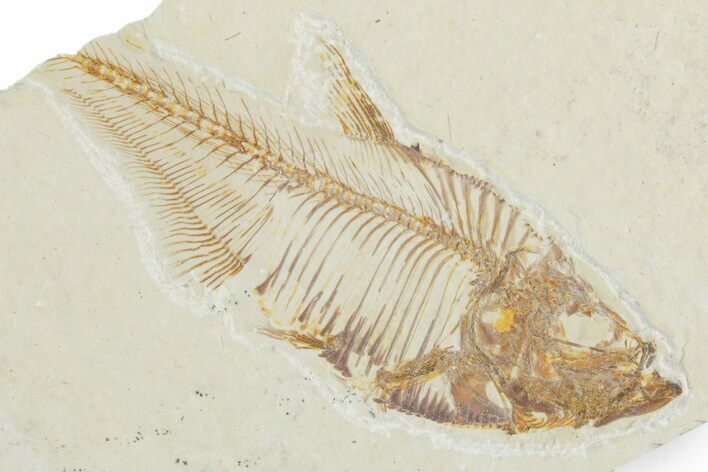 Bargain, Fossil Fish (Diplomystus) - Wyoming #357671